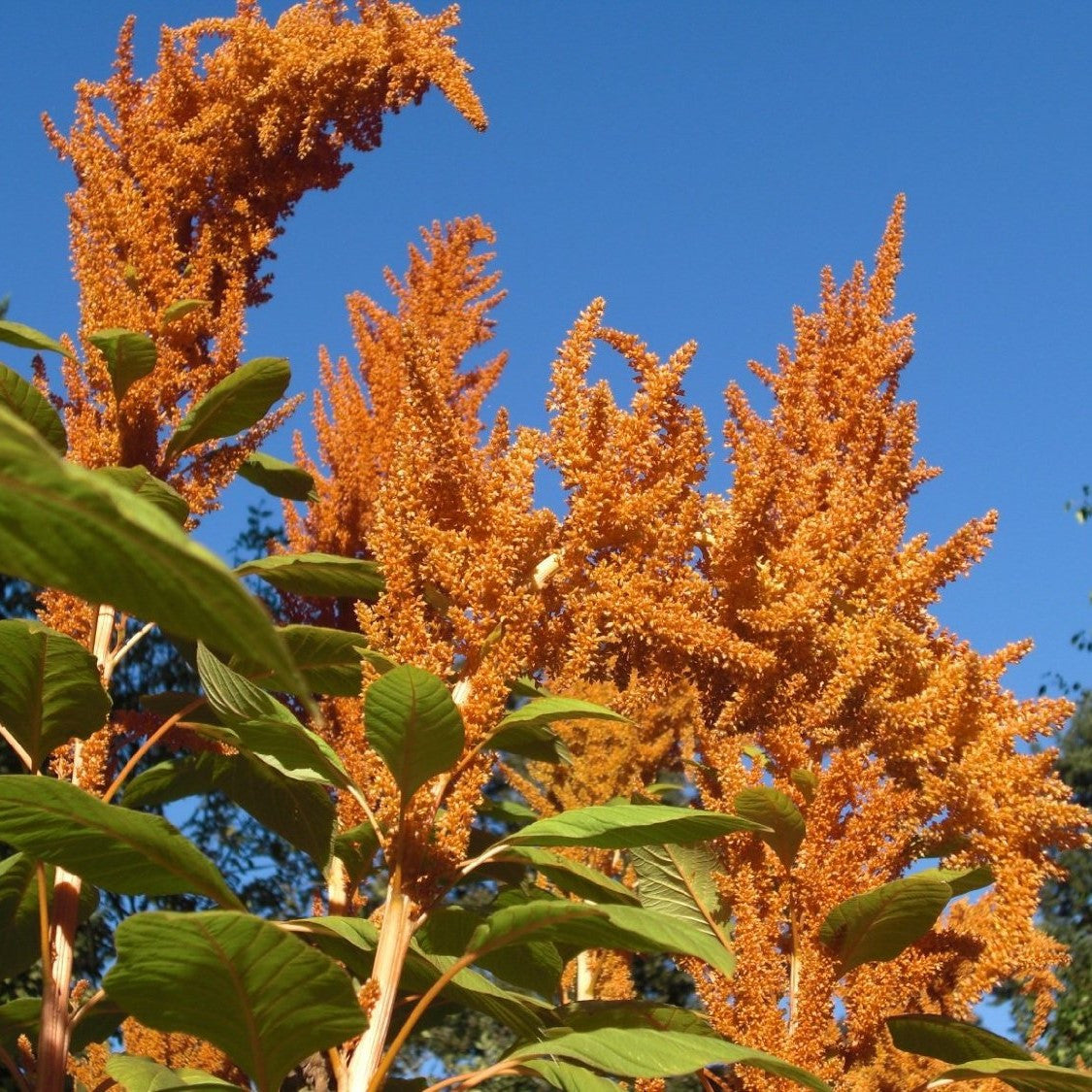 Orange Giant Amaranth Seeds (Amaranthus hypochondriacus)