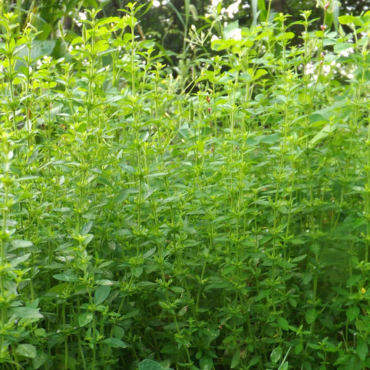 American Pennyroyal Seeds (Hedeoma pulegioides)