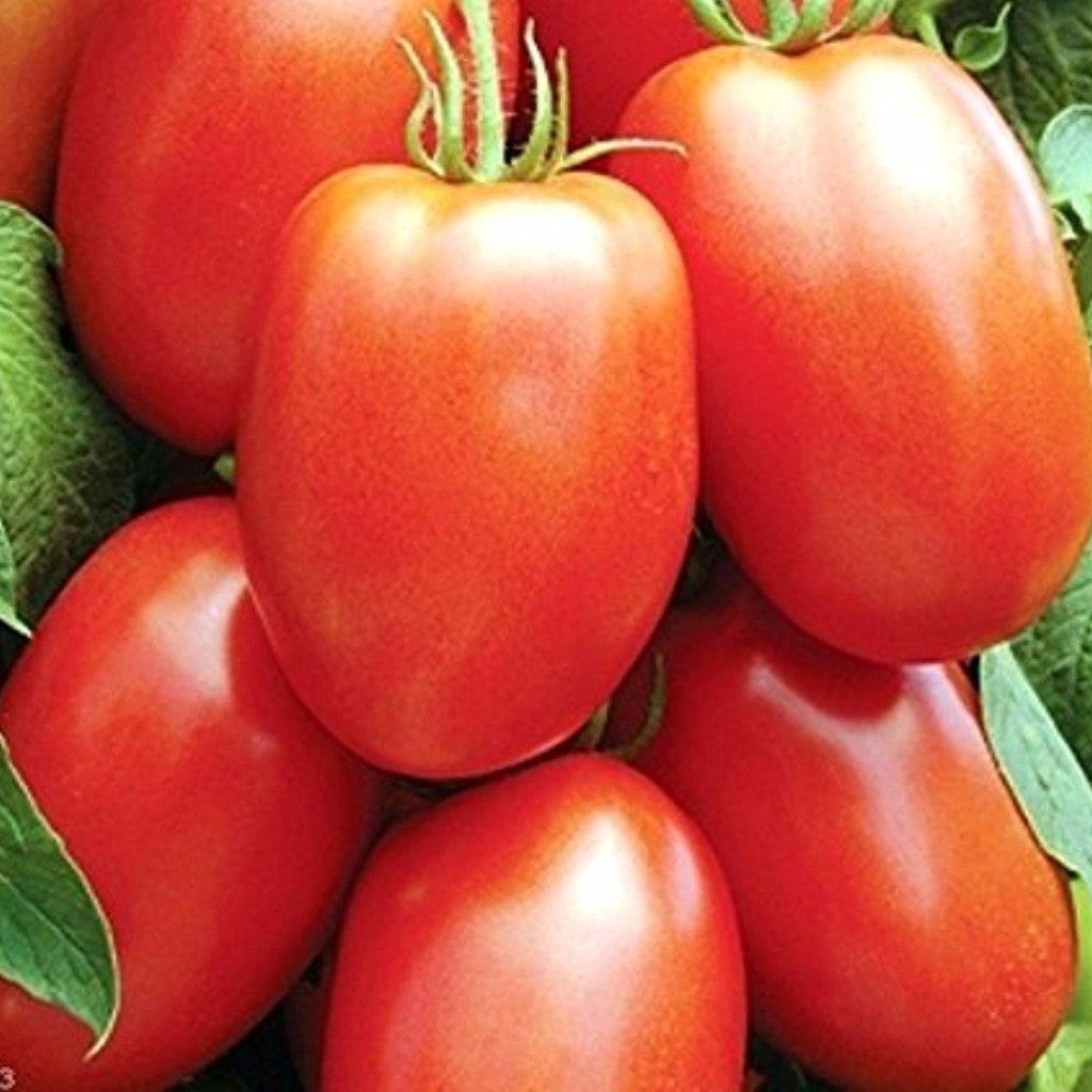 Amish Paste Tomato Seeds (Lycopersicon esculentum)