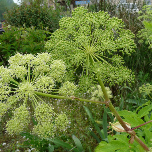 Angelica Seeds (Angelica archangelica)