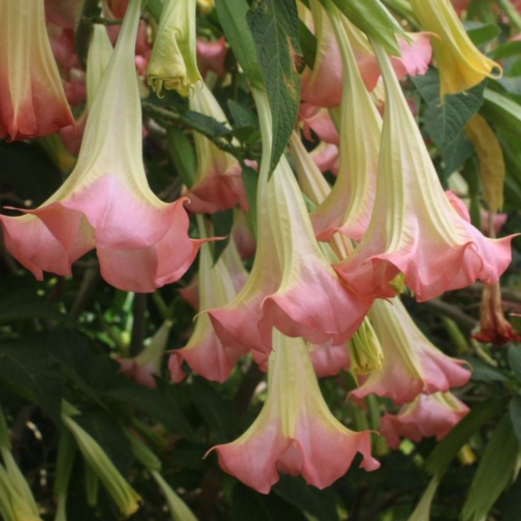 Frosty Pink Angels Trumpet Seeds (Brugmansia suaveolens 'Frosty Pink')