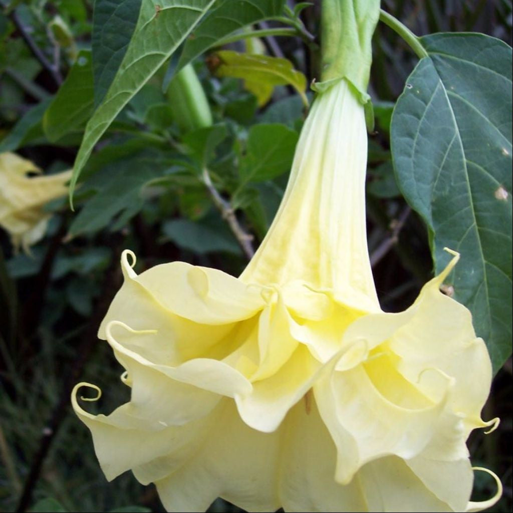 Double Golden Queen Angels Trumpet Seeds (Datura metel)