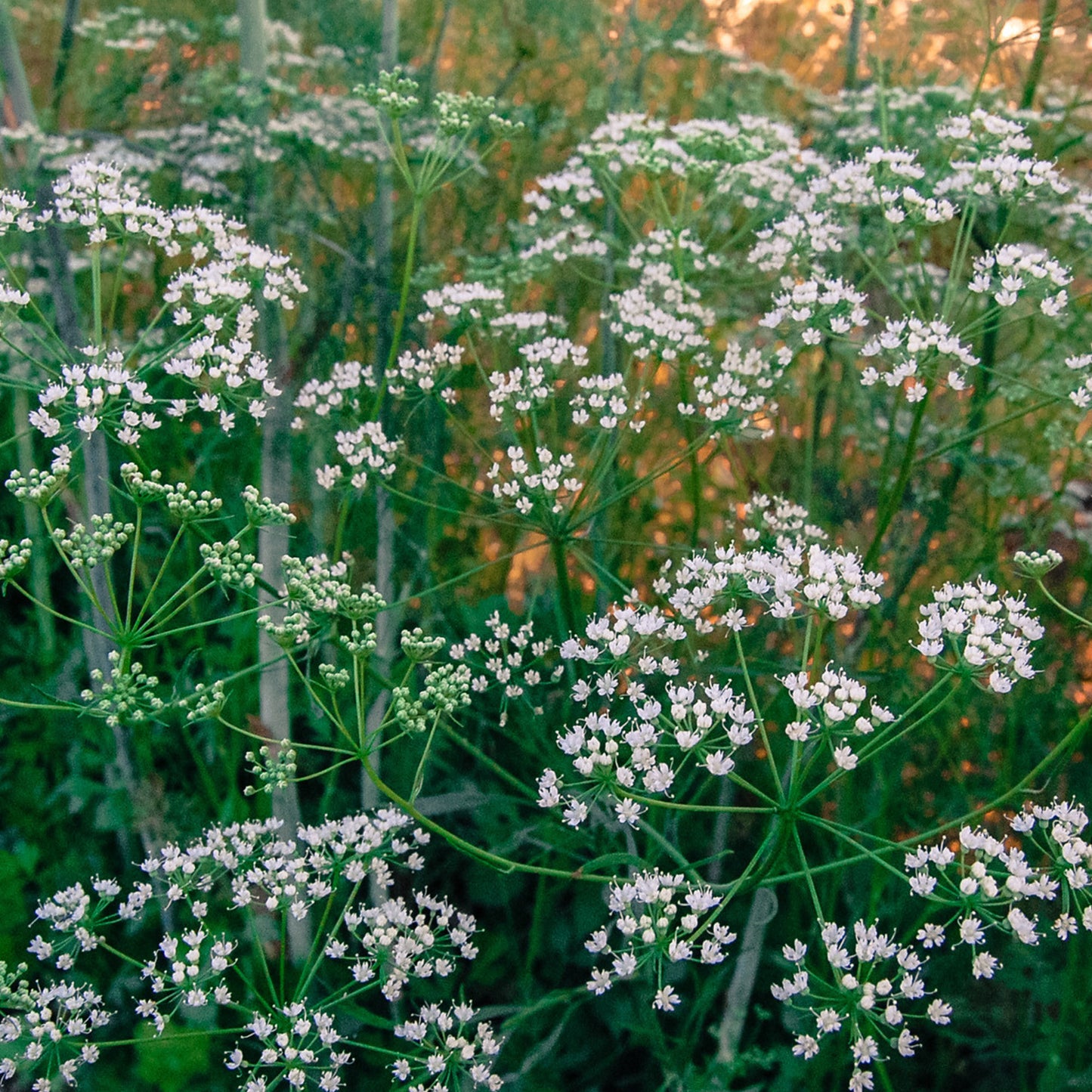 Anise Seeds (Pimpinella anisum)