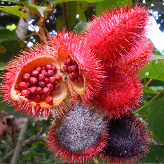 Annatto Seeds (Bixa orellana)