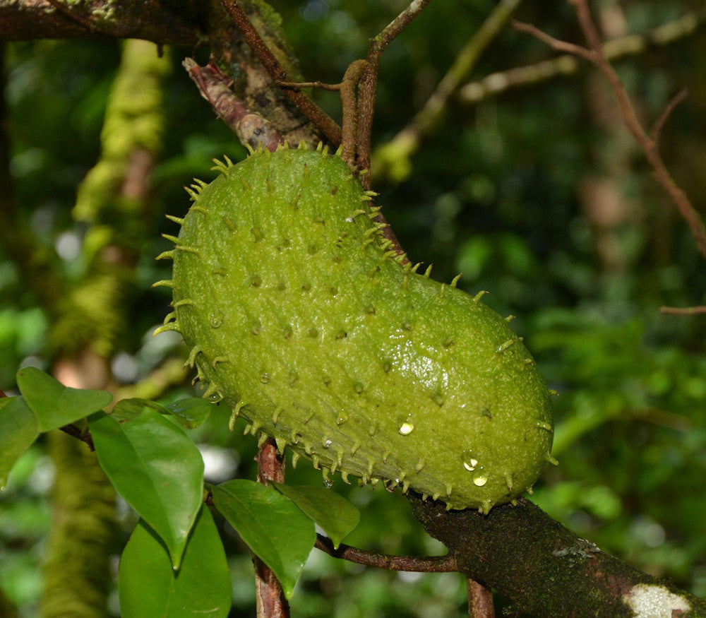 soursop seeds for planting Soursop Seeds (Annona muricata) – Frozen Seed Capsules™