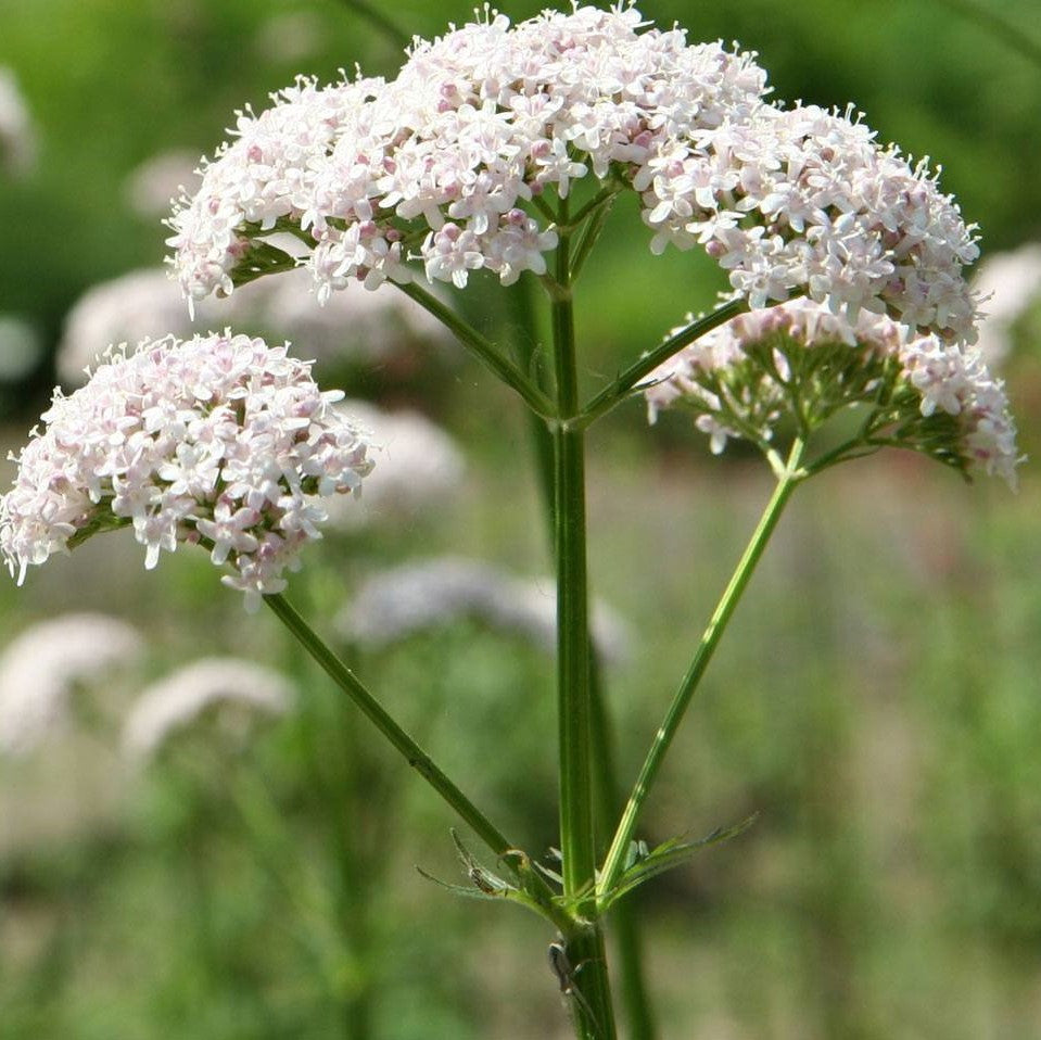valerian plant seeds Anthos Valerian (Valeriana officinalis) Seeds