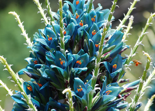 Aqua Sapphire Tower Seeds (Puya berteroniana)