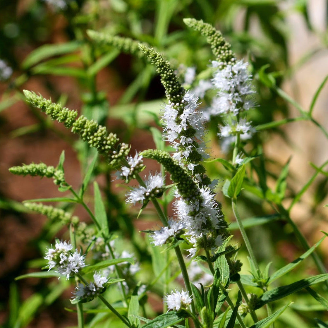 mint seeds for planting Arabian Mint Seeds (Mentha longifolia) – Frozen Seed Capsules™