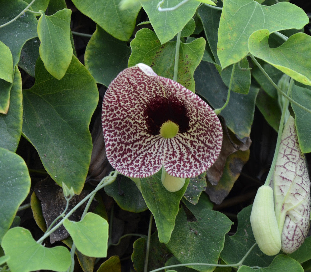 Calico Flower Seeds (Aristolochia littoralis)