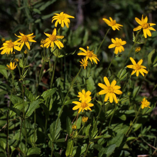 European Arnica Seeds (Arnica montana)