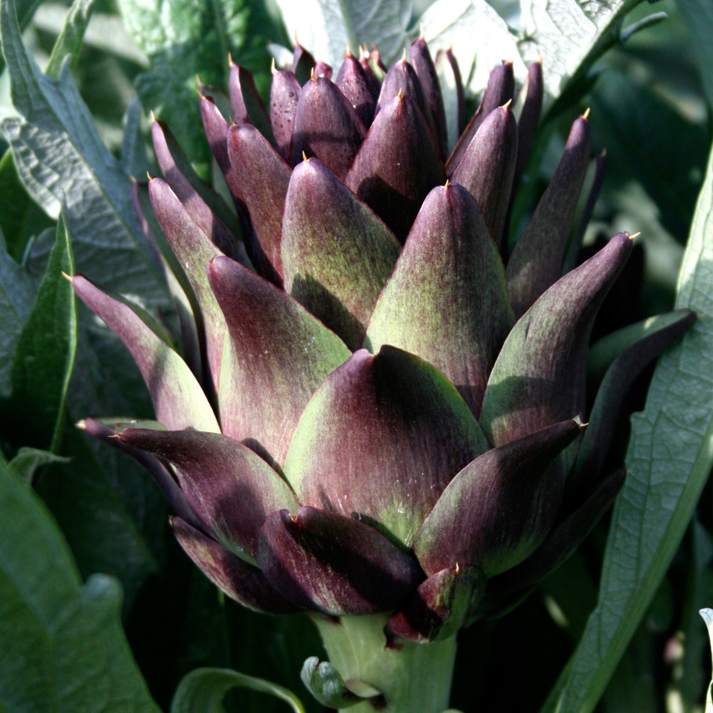 Violetta Precoce Artichoke Seeds
