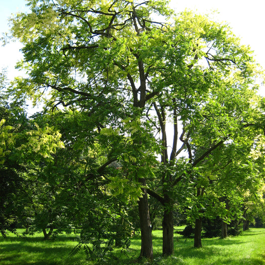 Chinese Mahogany Seeds (Toona sinensis)
