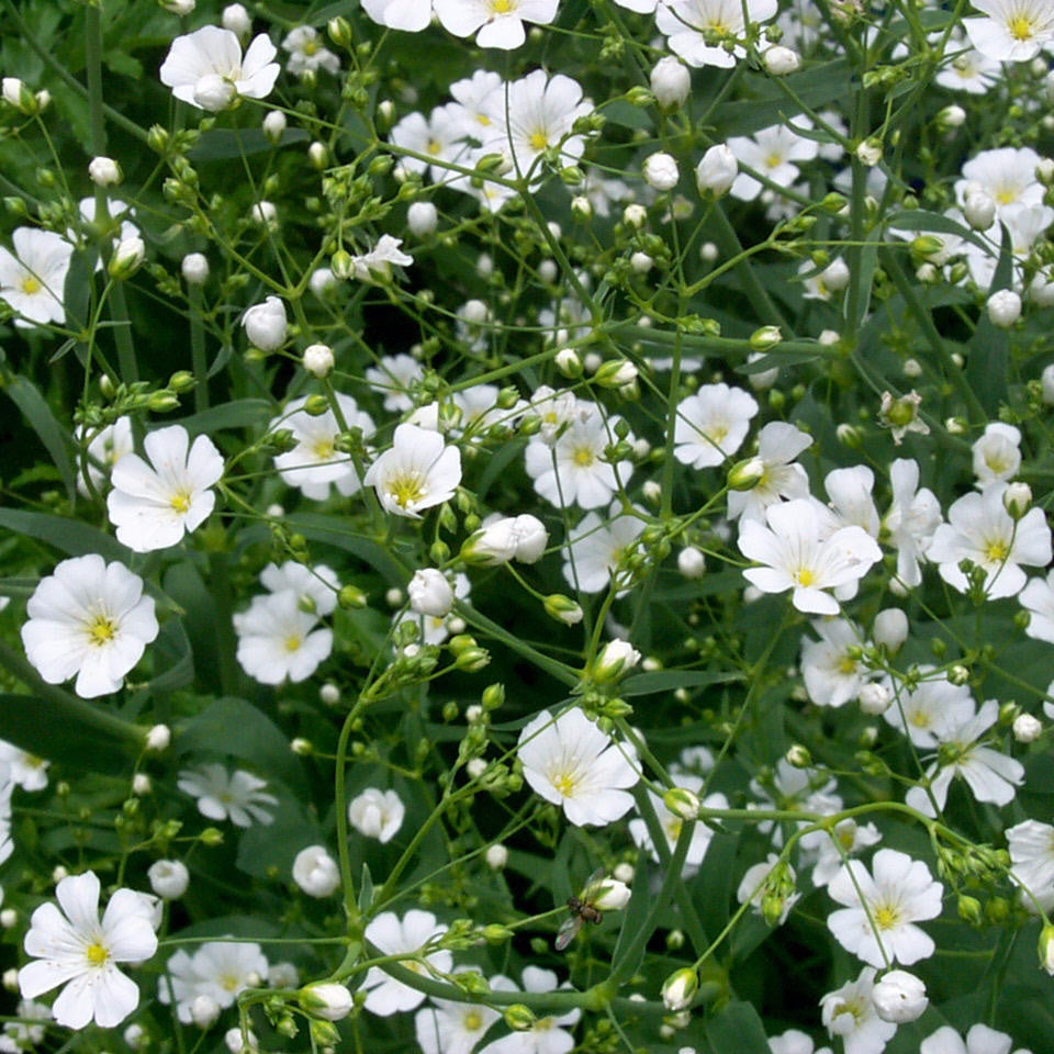 baby's breath flower seeds Baby's Breath Seeds (Gypsophila paniculata) – Frozen Seed Capsules™