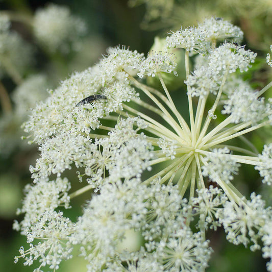 Bai Zhi Seeds (Angelica dahurica)