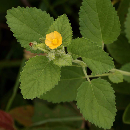 Bala Seeds (Sida cordifolia)