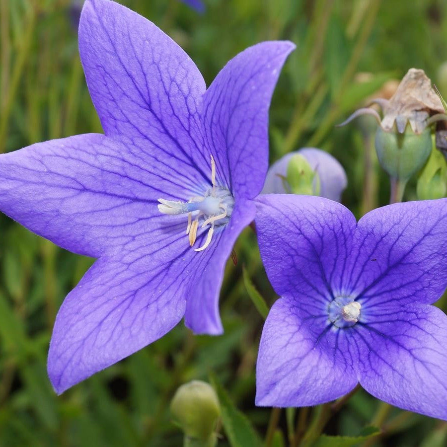 balloon flower seed pods Balloon Flower Seeds (Platycodon grandiflorus)