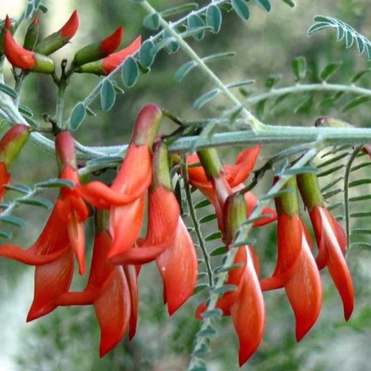Balloon Pea Seeds (Lessertia frutescens)