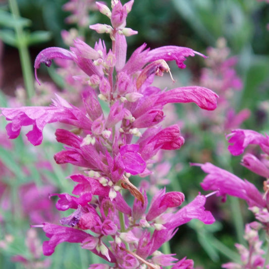 Balm of Gilead Seeds (Cedronella canariensis)