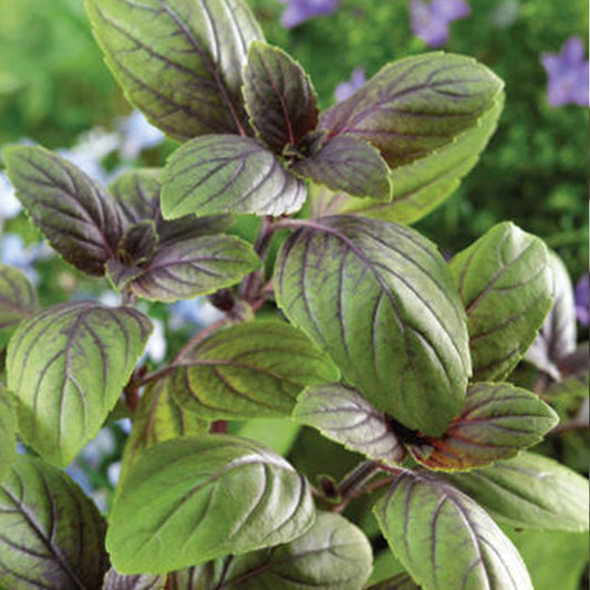 Corsican Basil Seeds (Ocimum basilicum)