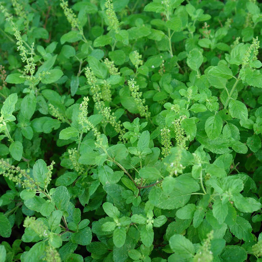 Holy Kaprao Basil Seeds; Rama Tulsi (Ocimum sanctum)