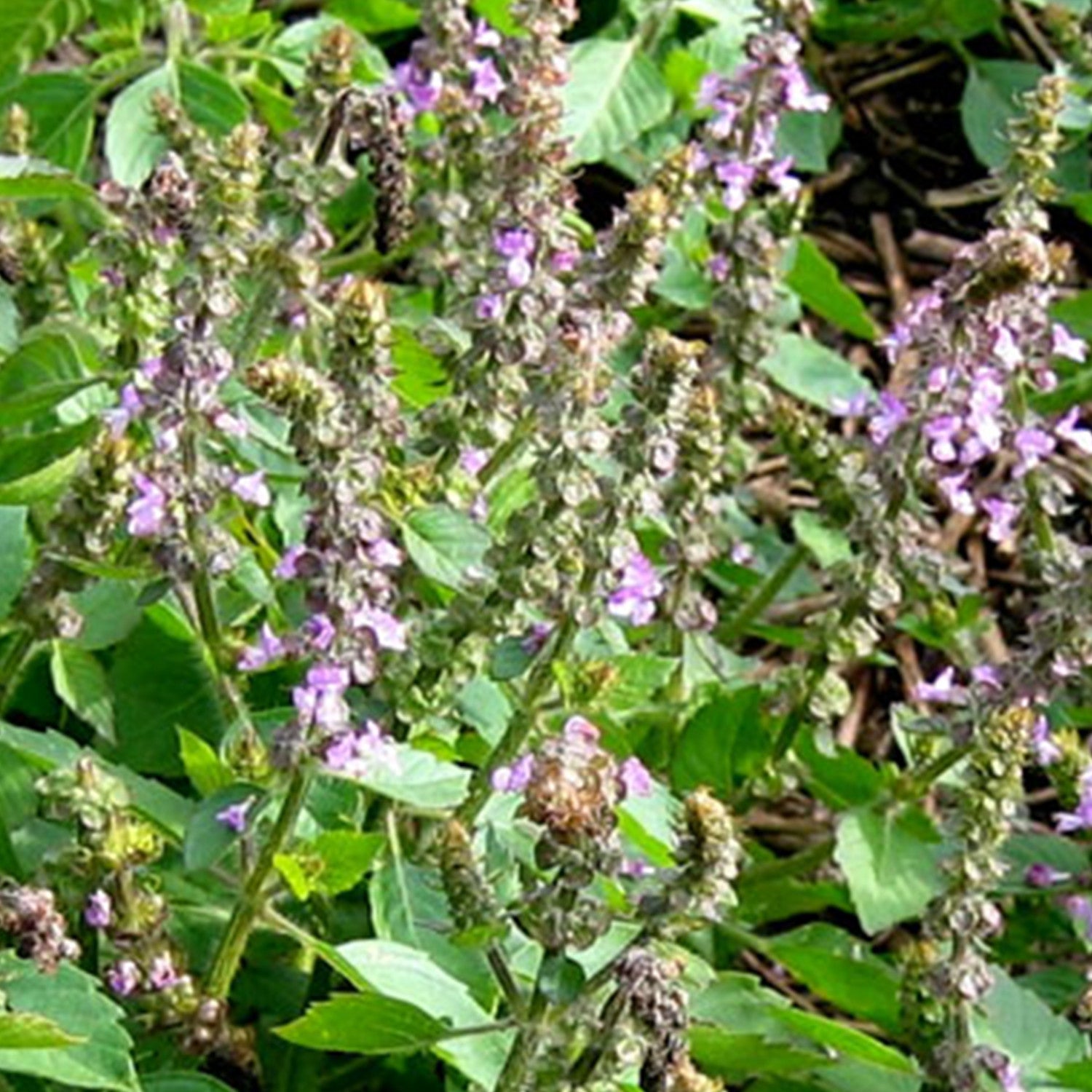 kapoor plant seeds Kapoor Tulsi Holy Basil Seeds (Ocimum sanctum)