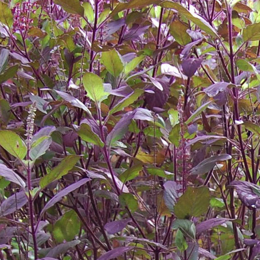 Krishna Tulsi Seeds; Red Holy Basil (Ocimum sanctum)