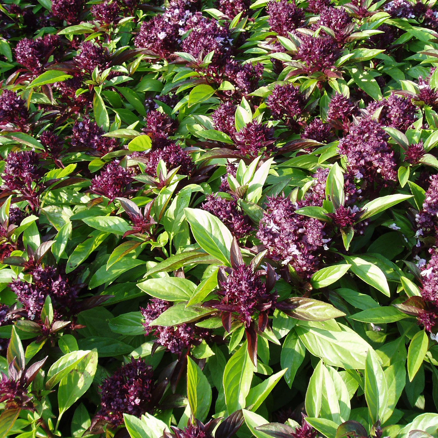 thai basil plant seeds Siam Queen Thai Basil Seeds (Ocimum basilicum)