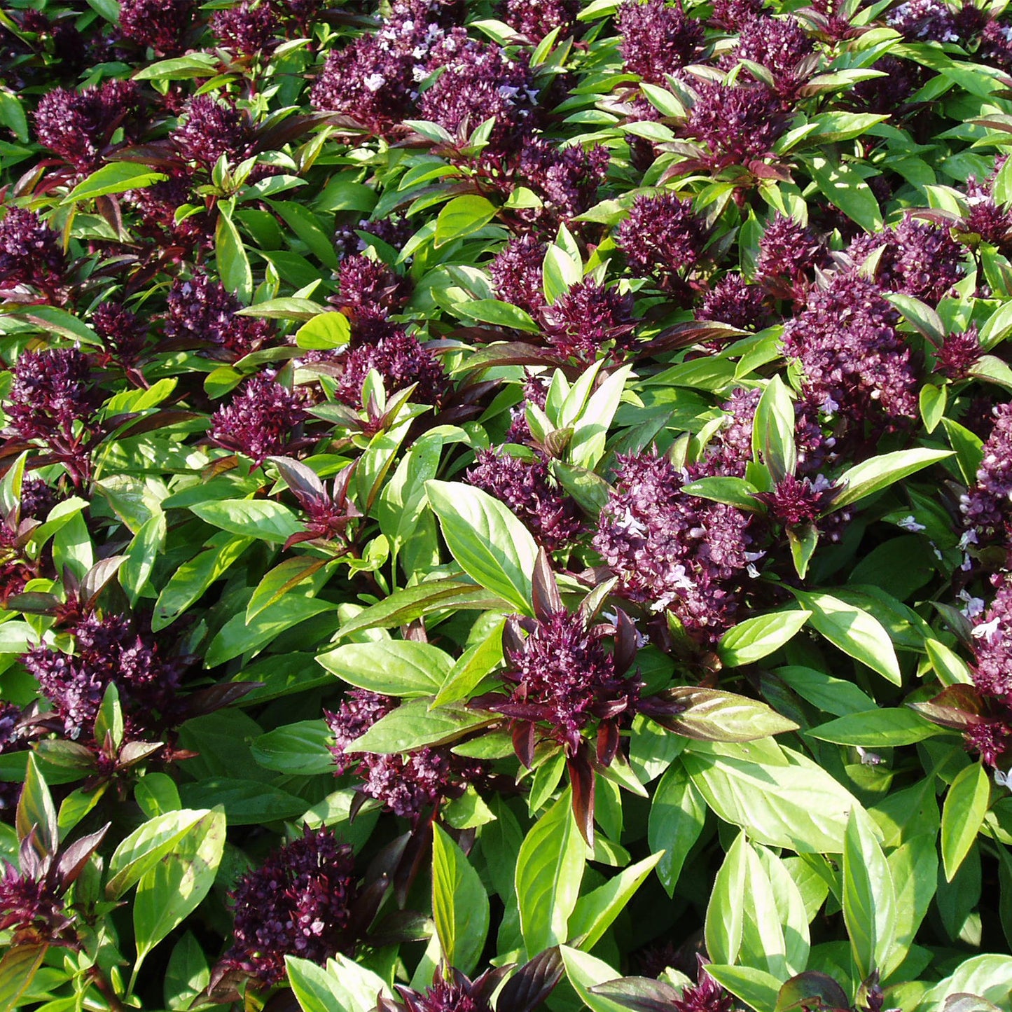 Siam Queen Thai Basil Seeds (Ocimum basilicum)