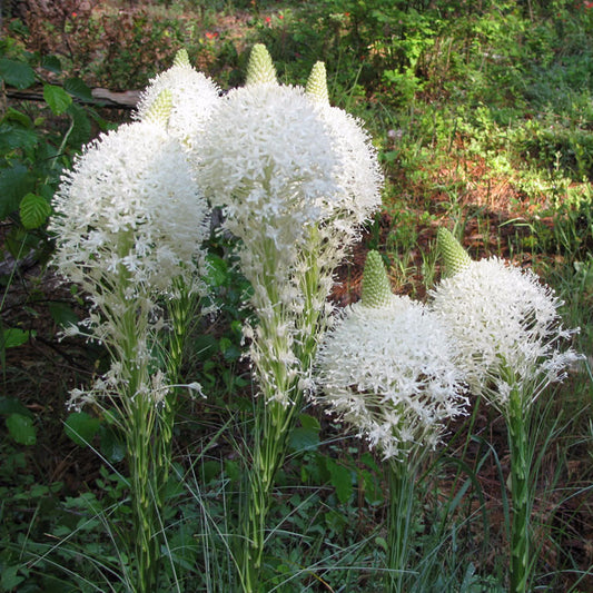 Bear Grass Seeds (Xerophyllum tenax)