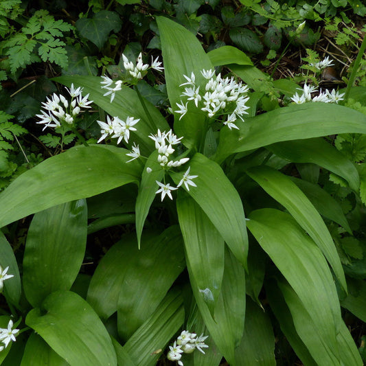 Bear's Garlic Seeds (Alium ursinum)