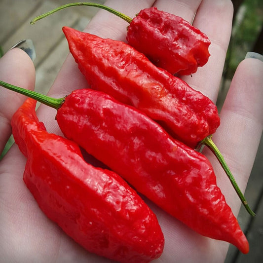 Bhut Jolokia Ghost Pepper Seeds