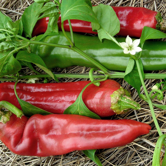 Big Jim Chili Pepper Seeds