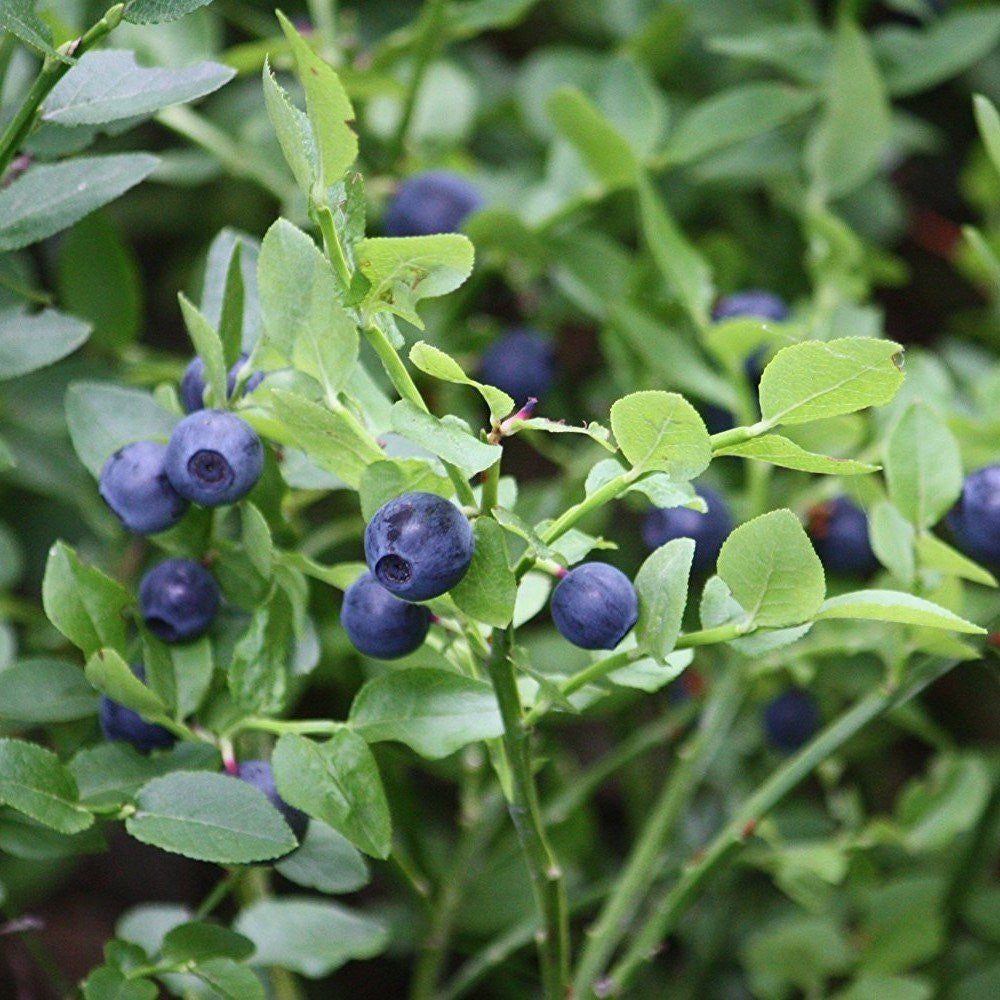 berry plant seeds Bilberry Seeds (Vaccinium myrtillus) – Frozen Seed Capsules™