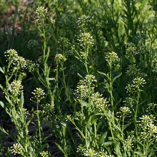 Roadside Pennycress Seeds (Thlaspi alliaceum)