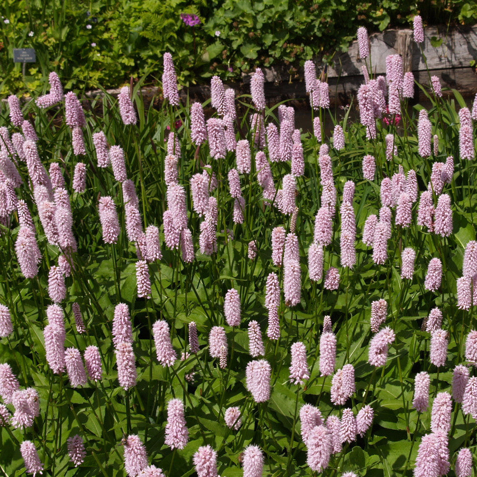 Bistort Seeds (Polygonum bistorta)
