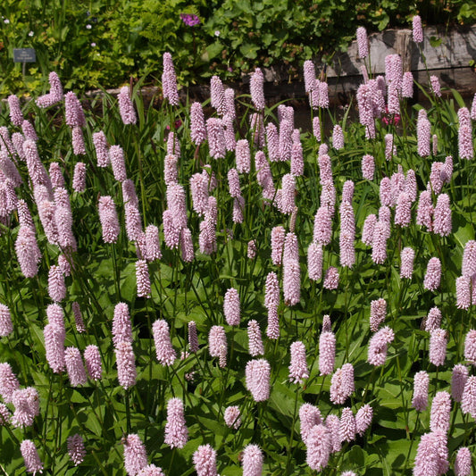 Bistort Seeds (Polygonum bistorta)