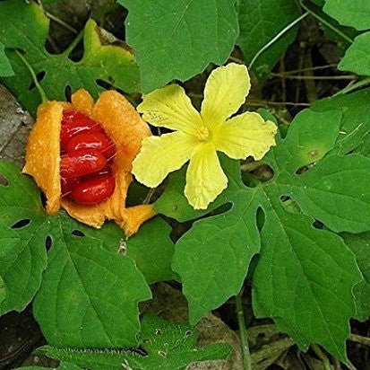 Bitter Melon Gourd Seeds (Momordica charantia)