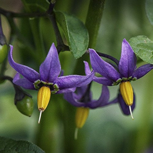 Bittersweet Nightshade Seeds (Solanum dulcamara)