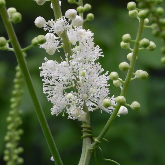 Black Cohosh Seeds (Cimicifuga racemosa)