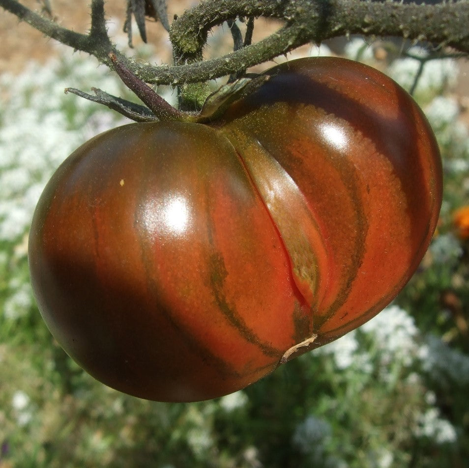 Black From Tula Tomato Seeds