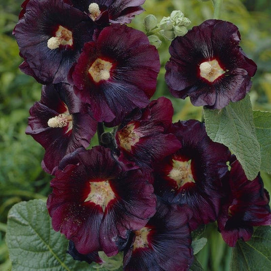 Black Hollyhock Seeds (Alcea rosea nigra)
