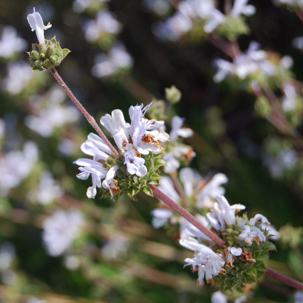 Black Sage Seeds (Salvia mellifera)