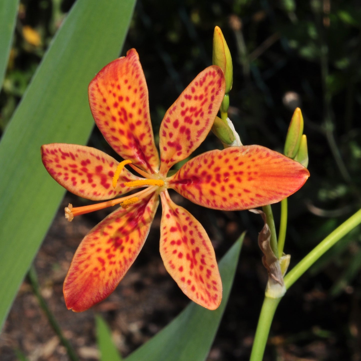 Leopard Lily Seeds (Belamcanda chinensis)