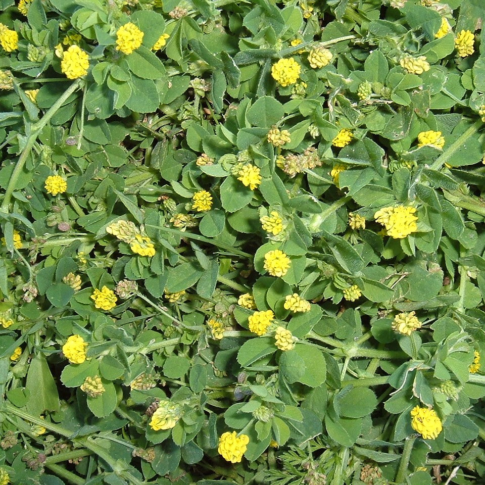 Black Medic Seeds (Medicago lupulina)