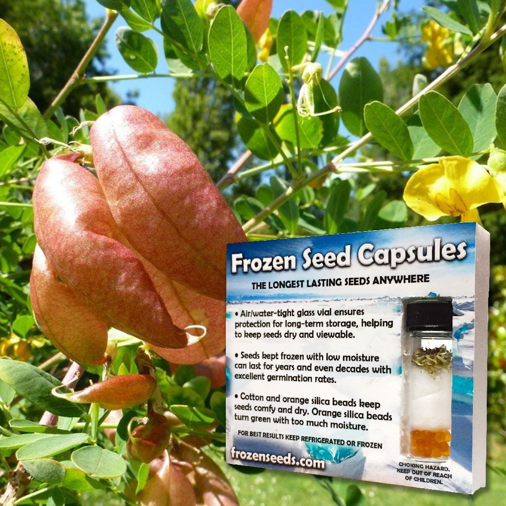 Bladder Senna Seeds (Colutea arborescens) – Frozen Seed Capsules™