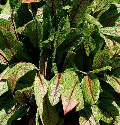 Bloody Dock Seeds (Rumex sanguineus)