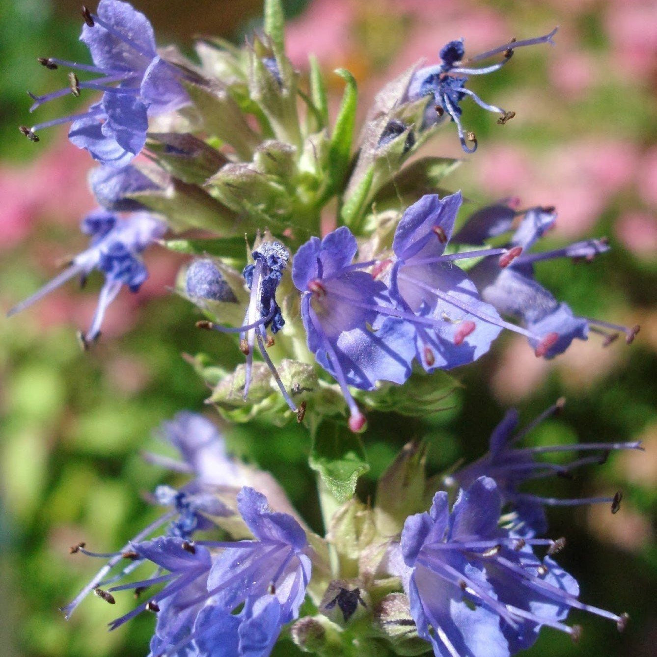 Blue Hyssop Seeds (Hyssopus officinalis)
