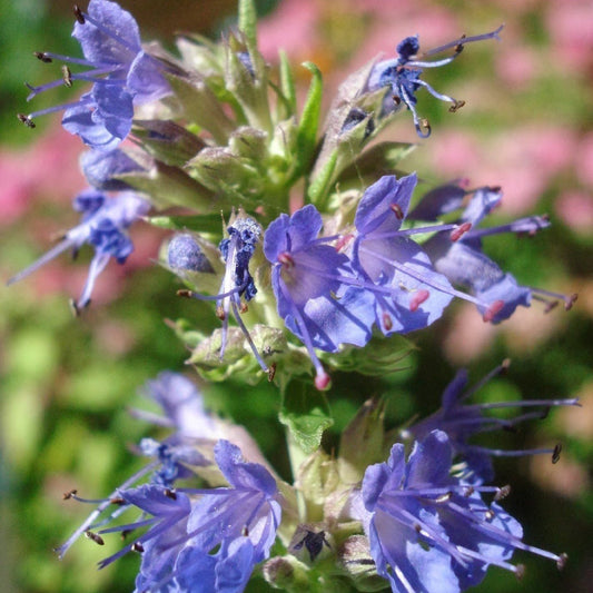 Blue Hyssop Seeds (Hyssopus officinalis)
