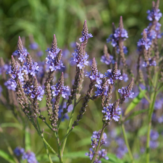 Blue Vervain Seeds (Verbena hastata)
