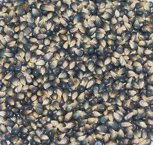Miniature Blue Popcorn Seeds